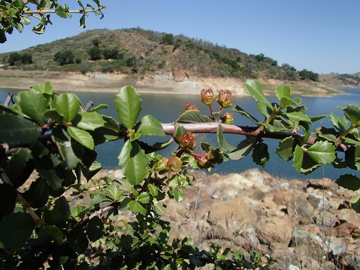 Ceanothus ferrisiae