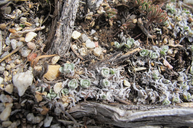 Antennaria umbrinella Antennaria umbrinella
