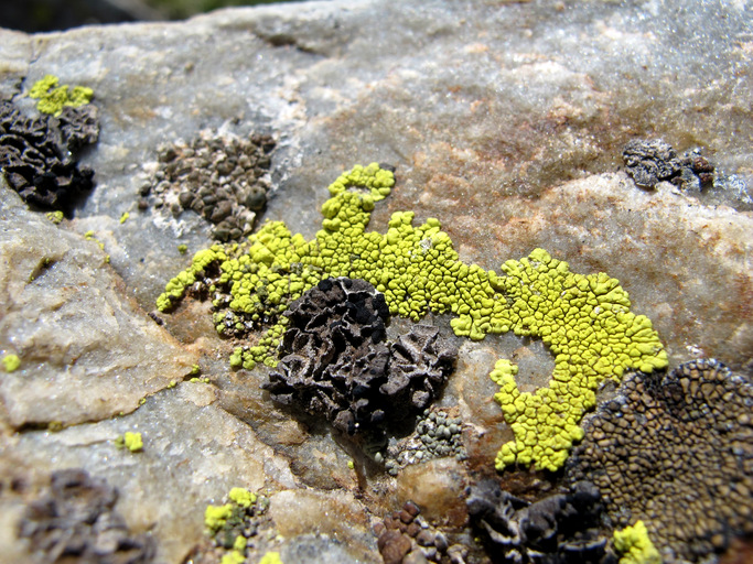 Pleopsidium chlorophanum Pleopsidium chlorophanum