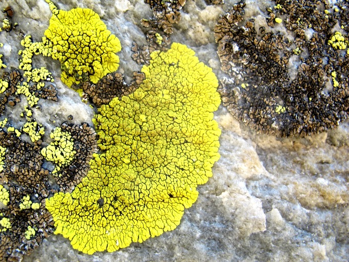 Pleopsidium chlorophanum