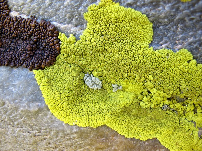 Pleopsidium chlorophanum