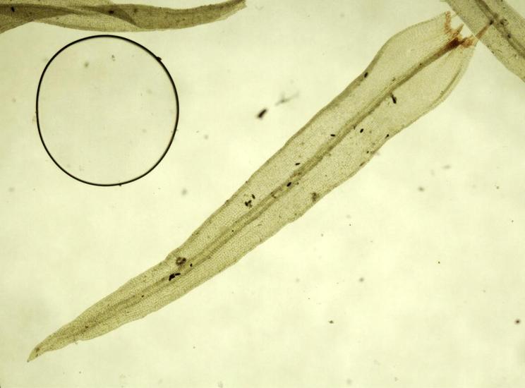 Orthotrichum speciosum