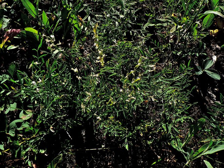 Astragalus convallarius