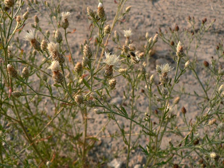 Centaurea diffusa
