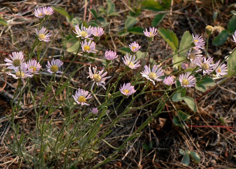 Erigeron filifolius