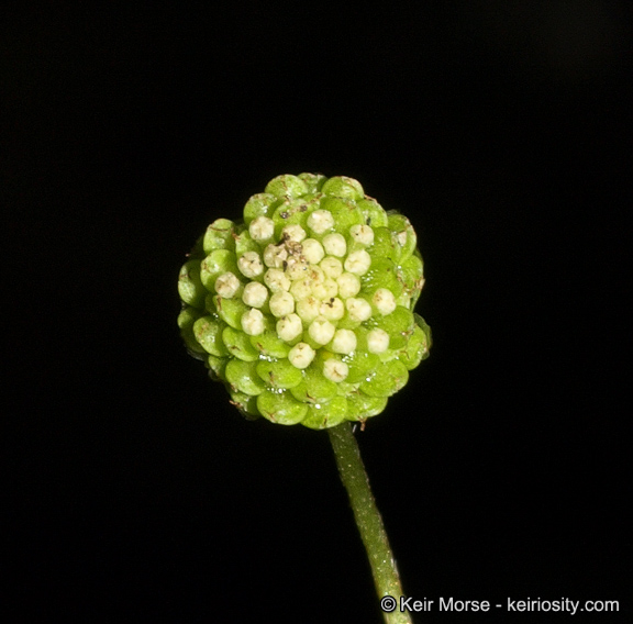 Cotula australis