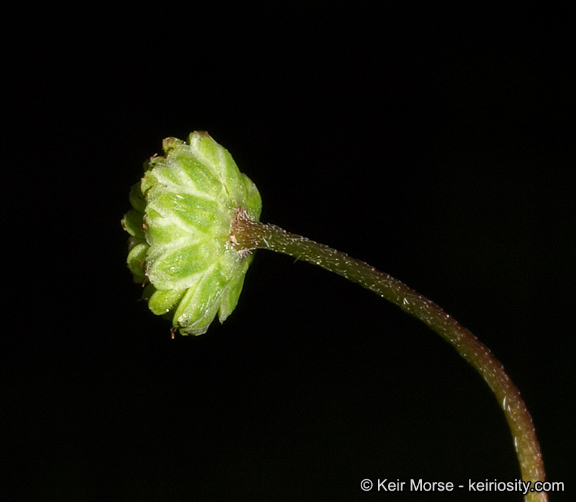 Cotula australis