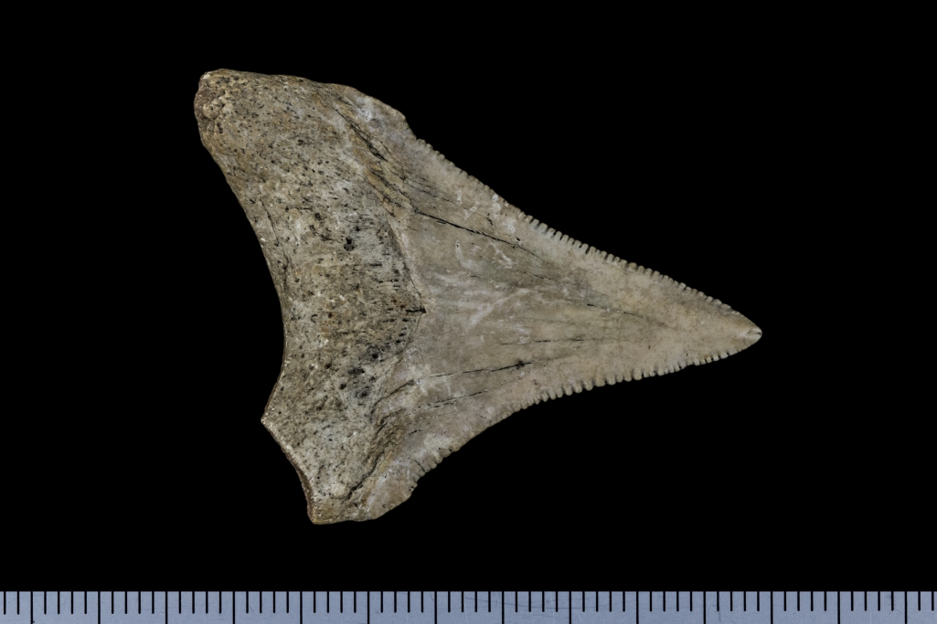 Carcharodon megalodon
