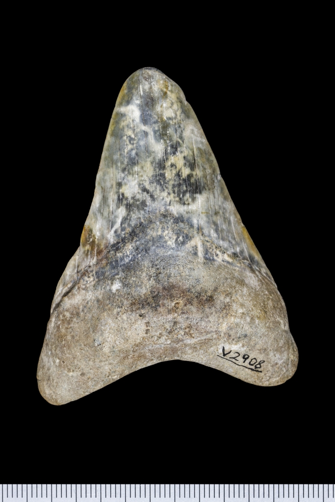 Carcharodon megalodon