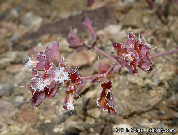 Sidotheca emarginata