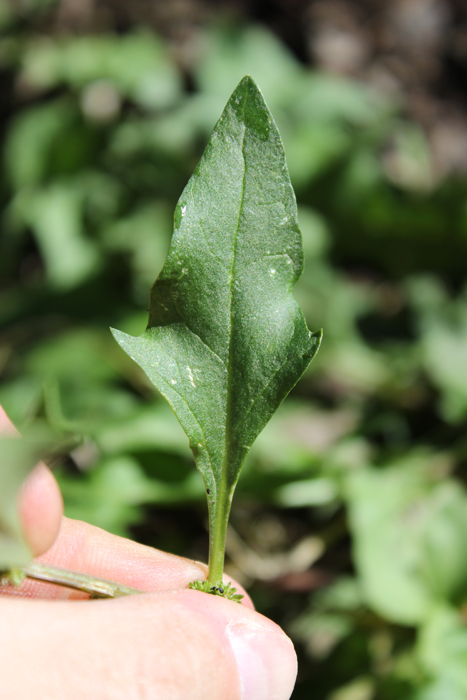 Chenopodium capitatum var. parvicapitatum