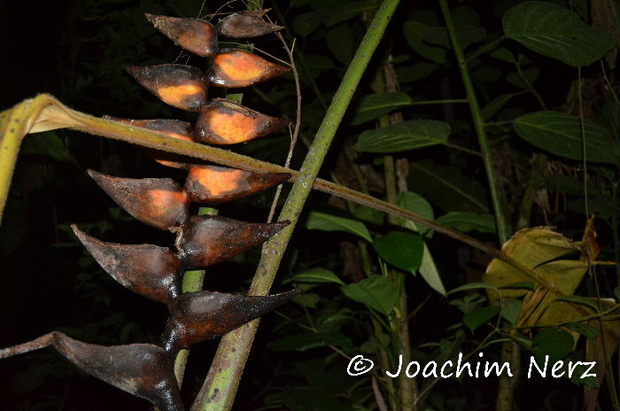 Bolitoglossa nympha