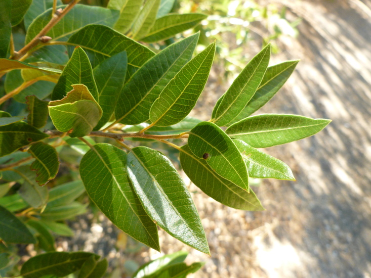 Quercus chrysolepis