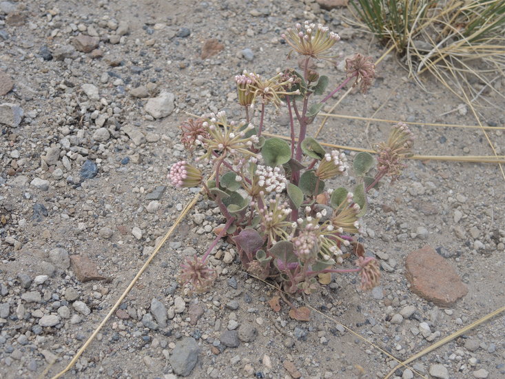 Abronia turbinata