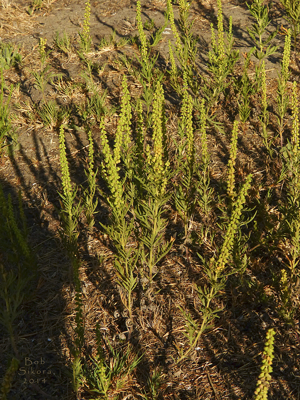 Ambrosia psilostachya