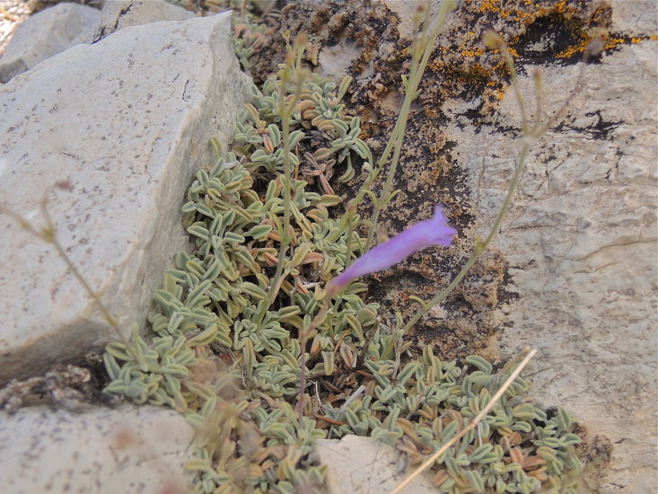 Penstemon scapoides