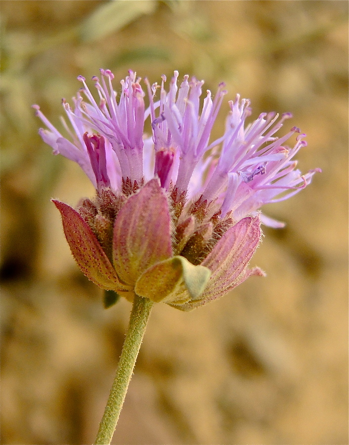 Monardella odoratissima ssp. glauca