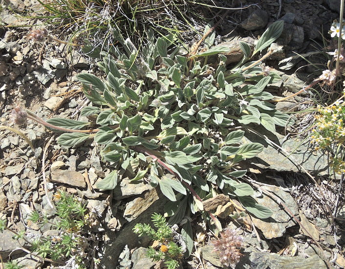 Phacelia hastata ssp. compacta