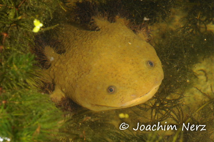 Ambystoma dumerilii