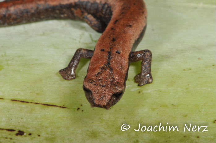 Bolitoglossa occidentalis