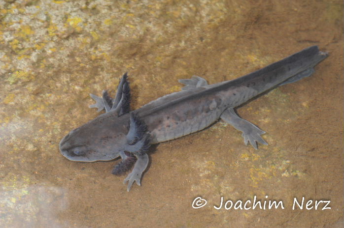 Ambystoma velasci