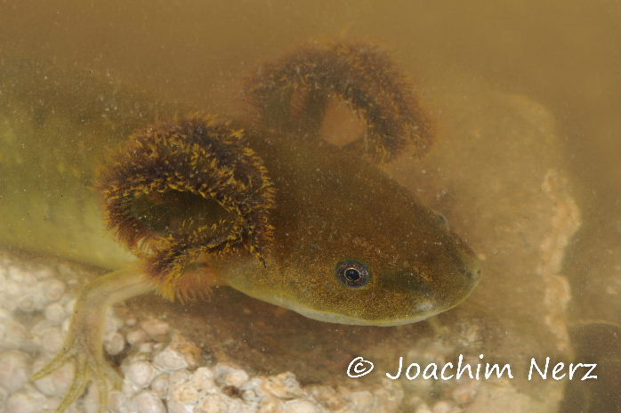 Ambystoma velasci