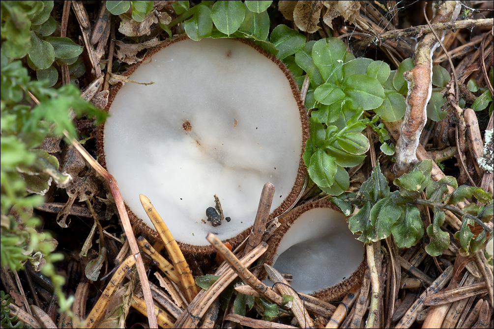 Humaria hemisphaerica