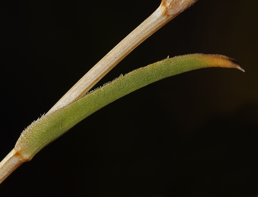 Pyrrocoma racemosa var. sessiliflora