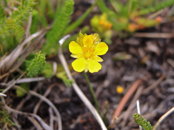 Ivesia lycopodioides var. megalopetala