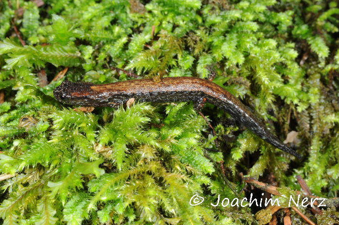 Chiropterotriton dimidiatus