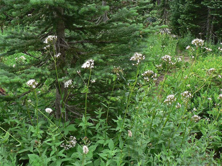 Valeriana sitchensis