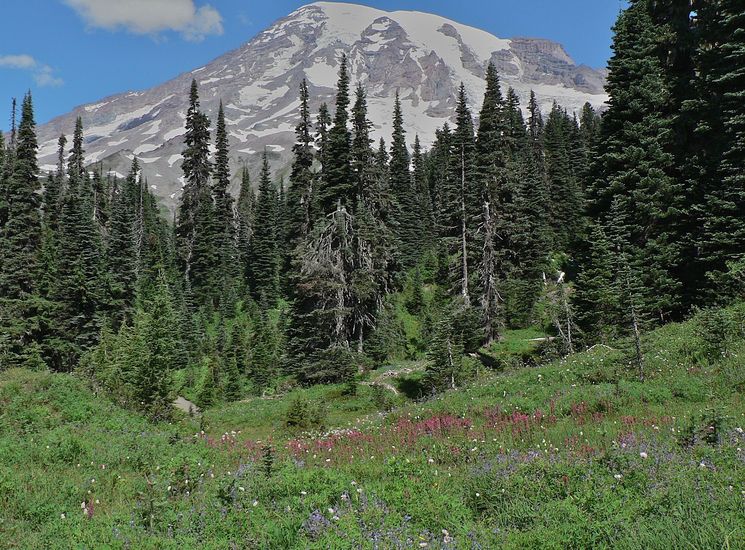 Castilleja parviflora