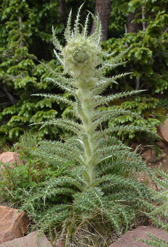Cirsium scopulorum Cirsium scopulorum