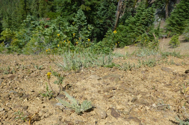 Anisocarpus scabridus