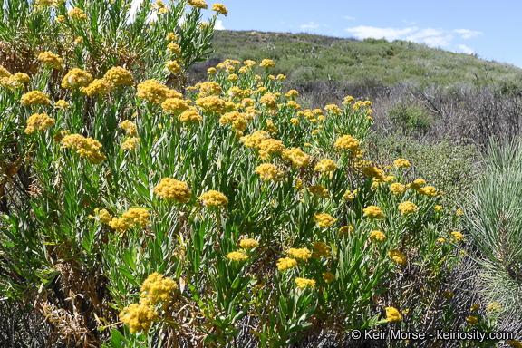 Ericameria parishii var. parishii