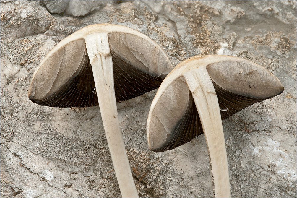Panaeolus semiovatus ssp. phalaenarum
