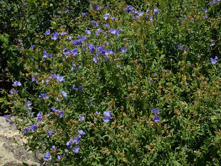 Polemonium foliosissimum Polemonium foliosissimum