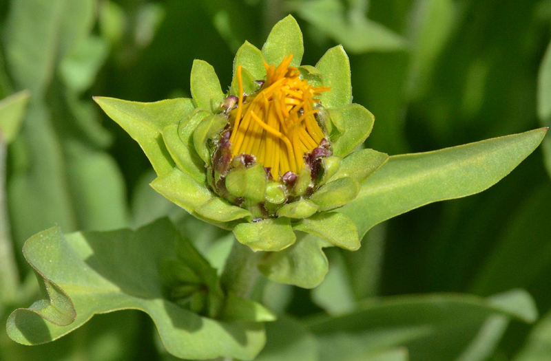 Haplopappus crocea