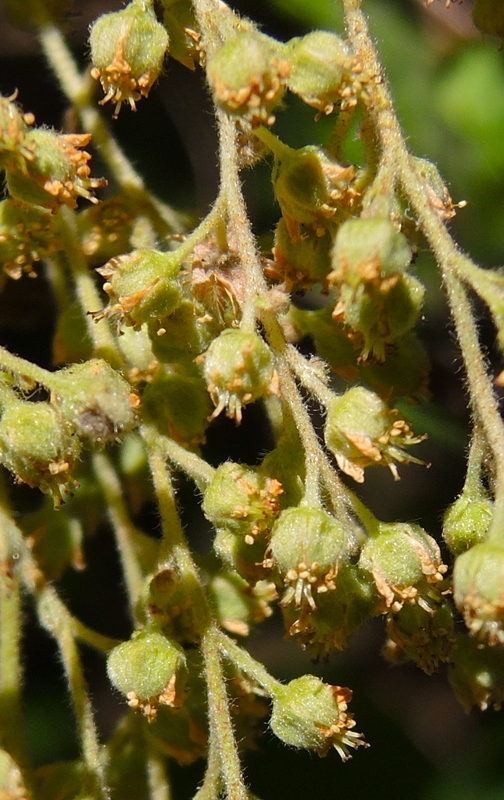 Holodiscus discolor var. discolor