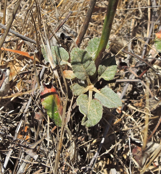 Eriogonum nudum var. auriculatum