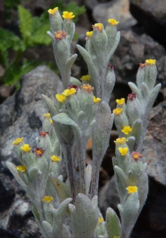 Eriophyllum nubigenum