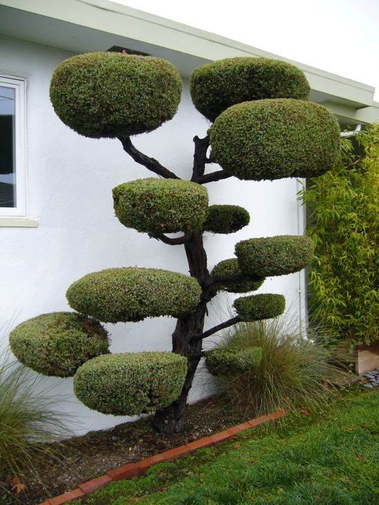Juniperus chinensis