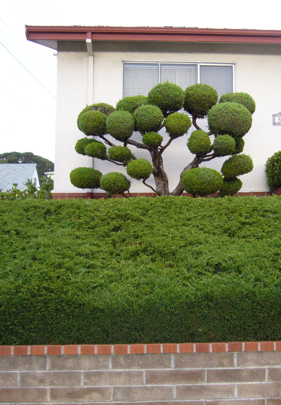 Juniperus chinensis