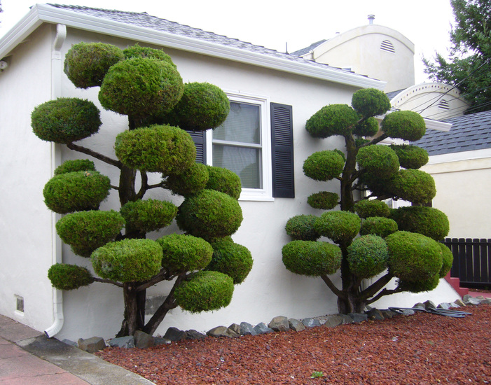 Juniperus chinensis