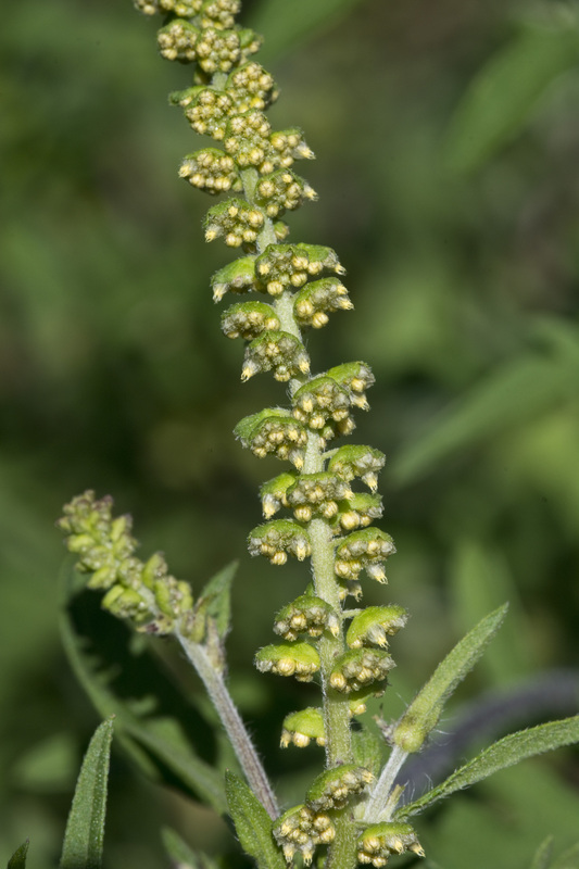 Ambrosia artemisiifolia