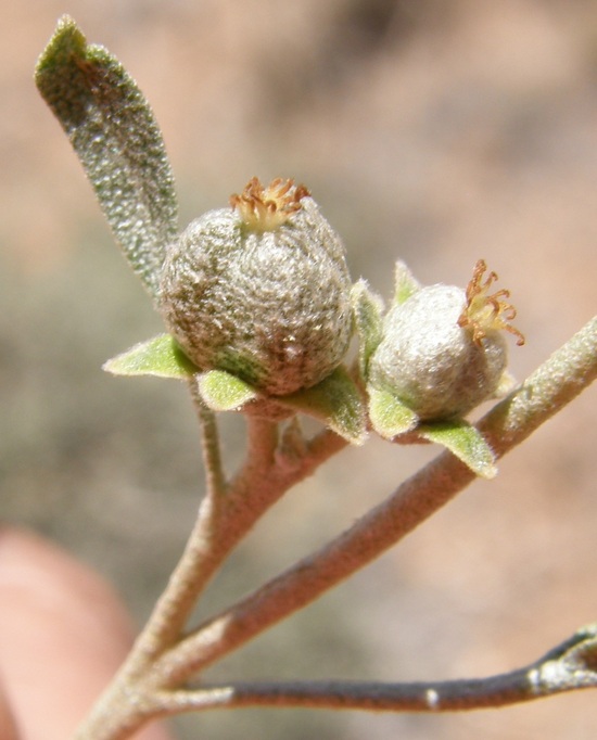 Croton dioicus