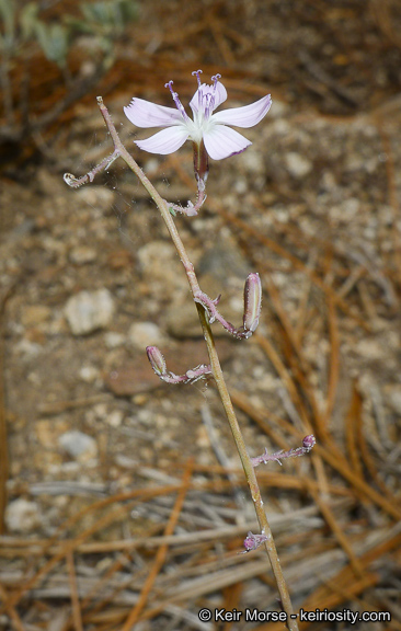 Stephanomeria exigua ssp. deanei