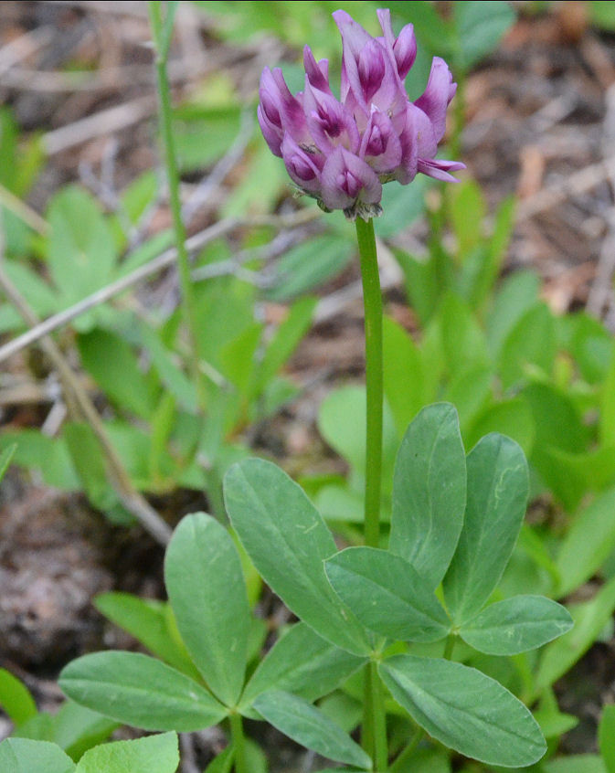 Trifolium parryi