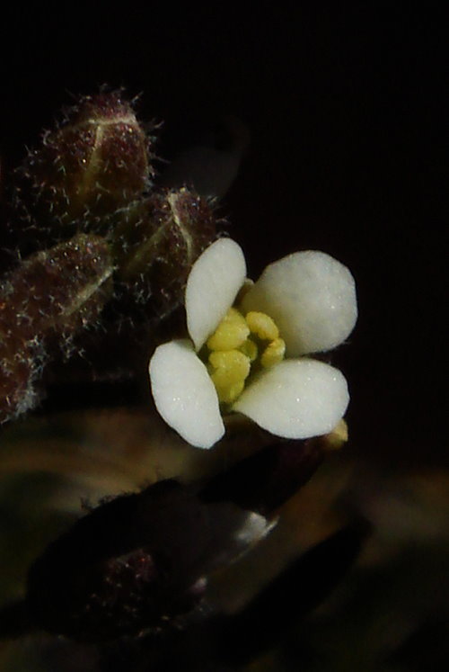Transberingia bursifolia ssp. virgata