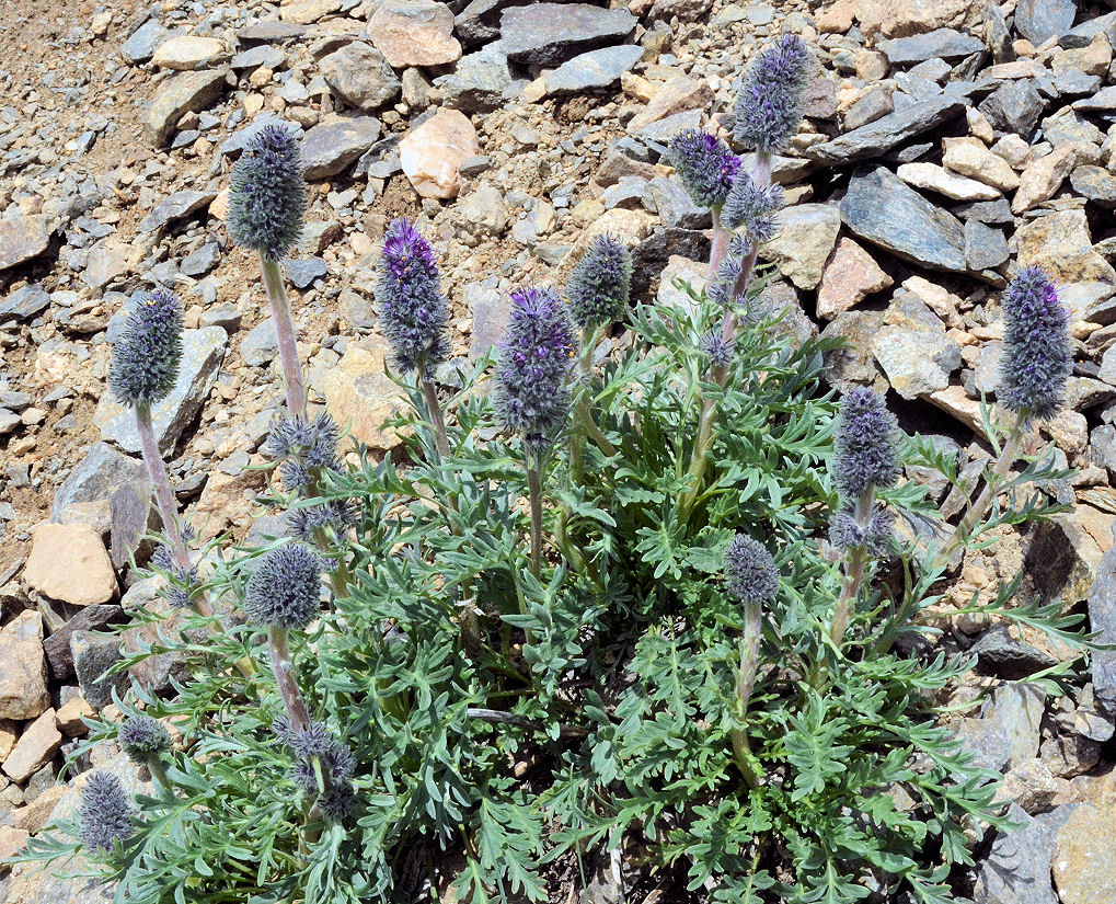 Phacelia sericea var. sericea Phacelia sericea var. sericea